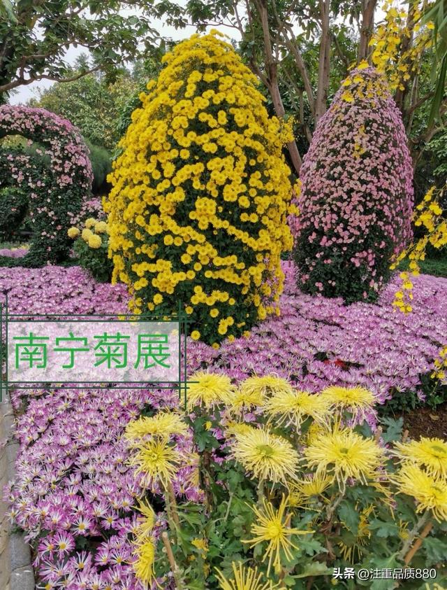 今年唐山南湖菊展从规模到品种在我印象中是多年来的第一次
