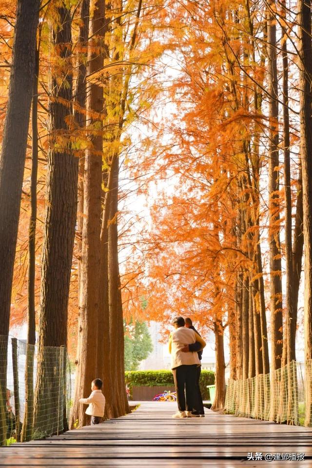 江心洲池杉林，红了