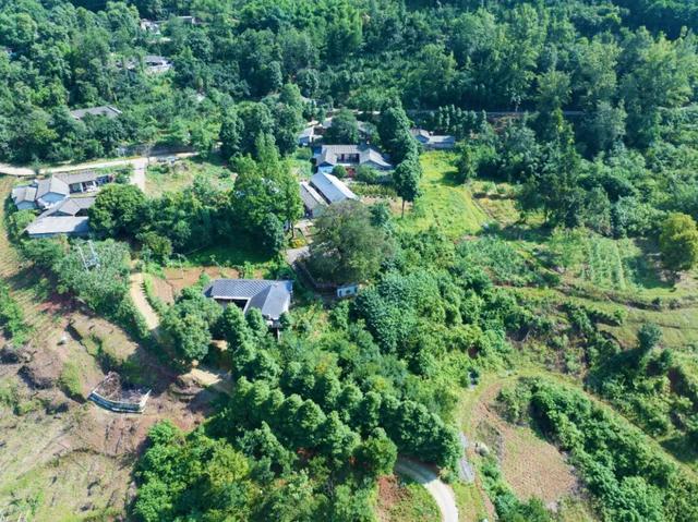 发现·公园城市 | 在成都，这个有两千岁古树的村庄也是长寿村