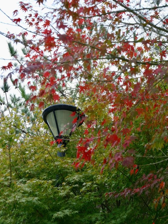 周末N次方 | 打开这份江汉赏秋图鉴→