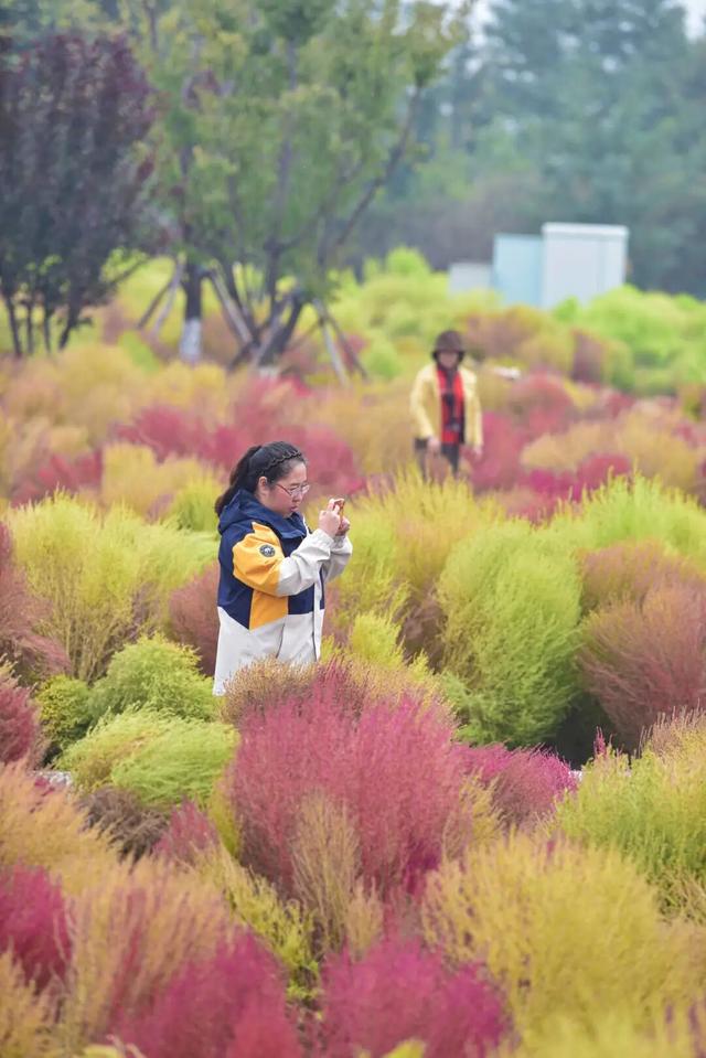 如梦如幻！生态城惊现秋季最美打卡地