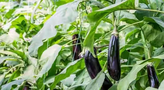 童年的快乐	，不仅是物质上的，精神上，等的不足