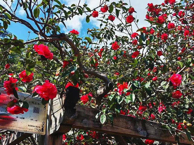 玉峰寺看山茶花