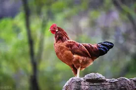 鸡为什么能征服世界？图片