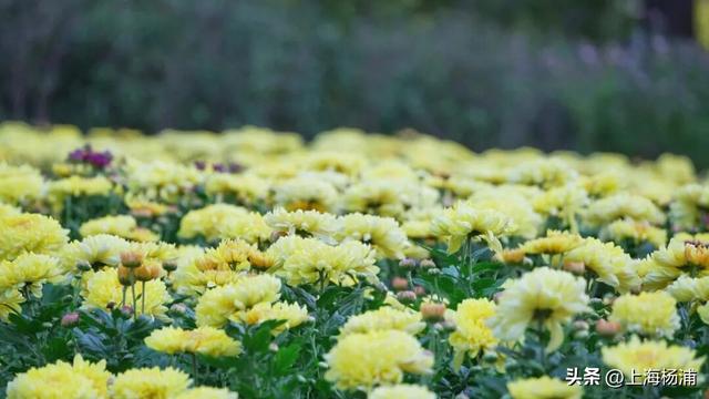 闭幕倒计时！错过就要等明年！