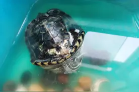 巴西龟真的不能喂得太多，长变形后太难看了还没有办法恢复图片