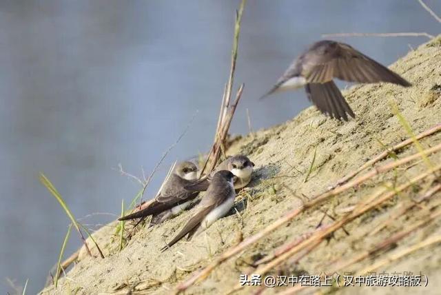 汉中汉江湿地晨景绝了！薄雾锁江，鸟戏江波，宛如仙境！