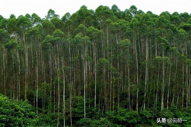 日本和美国早已禁种，中国为何依然大力种植？背后原因不简单