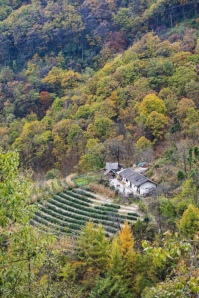 2024深秋四川行19 神农架风景区2 华中屋脊的五彩秘境