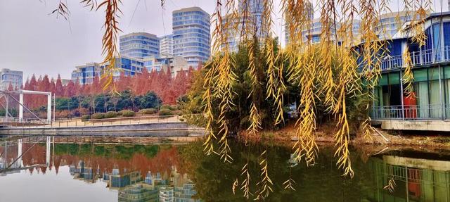 冬意盎然！锦阳河畔垂柳披“金”，绘成冬日美丽画卷！