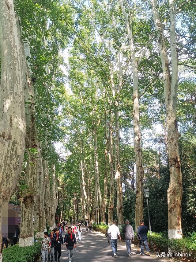 初到古都南京印象——金秋掠影