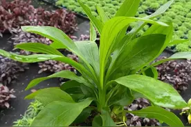 鱼友都看过来：分享33种挺水植物，丰富你的鱼缸和沼泽过滤图片