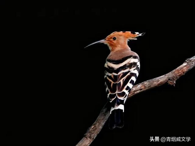 怀来秋日美