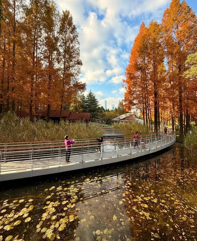 上海人厉害了!比“纽约中央公园”更好的公园,在上海出现了!