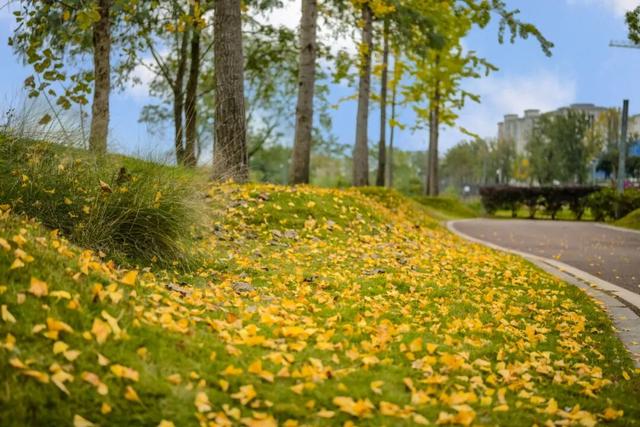 落叶缓扫，快来新津比“叶”！