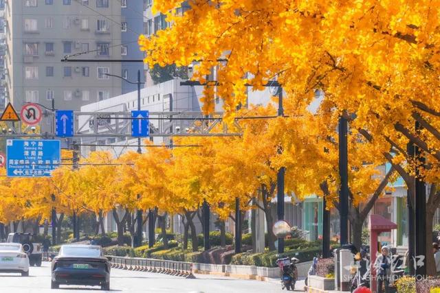 又到落叶季！错过等一年~