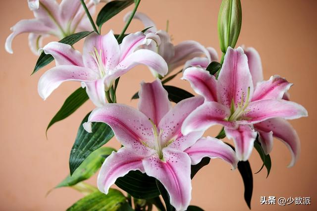 母亲节礼物送什么?这是我们买过的 10+ 个「送礼好物」