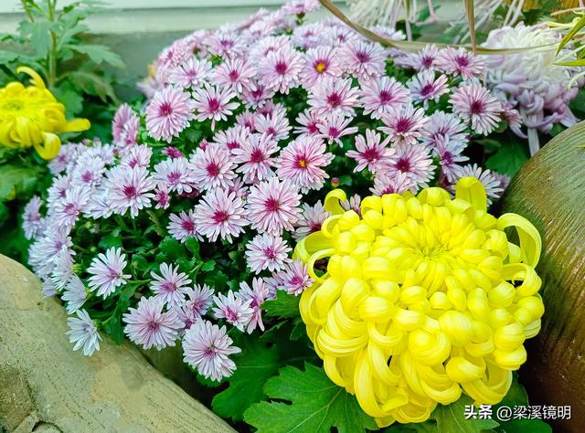 “中山秋韵，菊映盛世”，赏菊南京中山植物园（下）