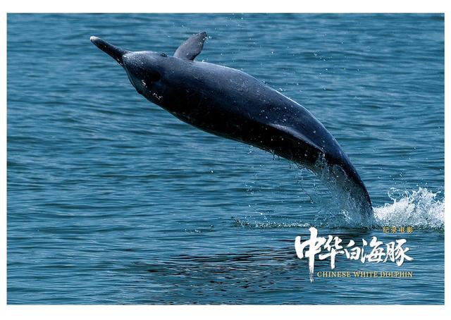 纪录电影《中华白海豚》今日上映，解锁粤港澳大湾区生态人文密码