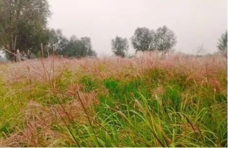 一叶知秋！2025年石家庄市城区赏秋指南来啦 这些地方别错过