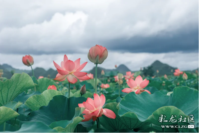 水墨丹青普者黑 荷风烟雨画中游