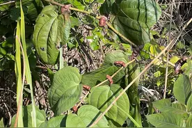 金刚藤——山区的神秘守护草药，健康的捍卫者图片
