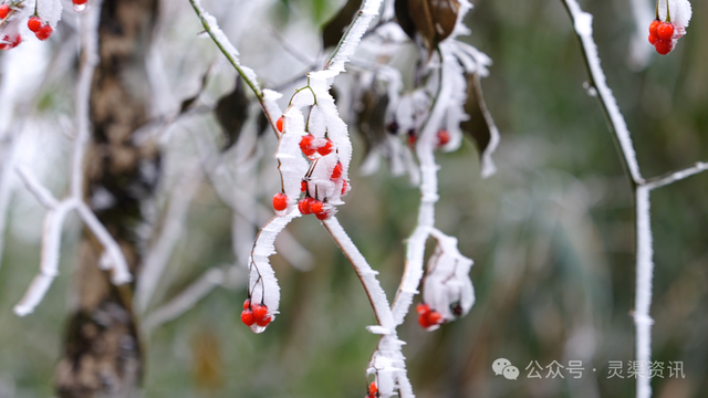 冰雪绘仙境 兴安两处雾凇奇观惊艳亮相