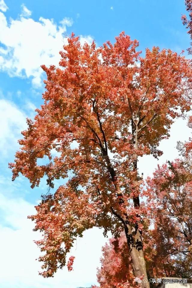 现场报道：温州这处红枫古道枫红正艳，错过要落叶！