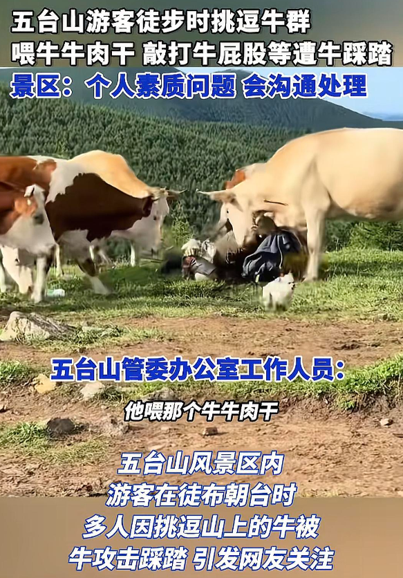 太活该！游客遭牛群踩踏后续，景区还原真相，评论区堪比小品现场