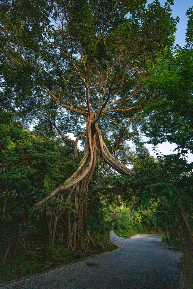 普洱这片茶林，自带“Wi-Fi”