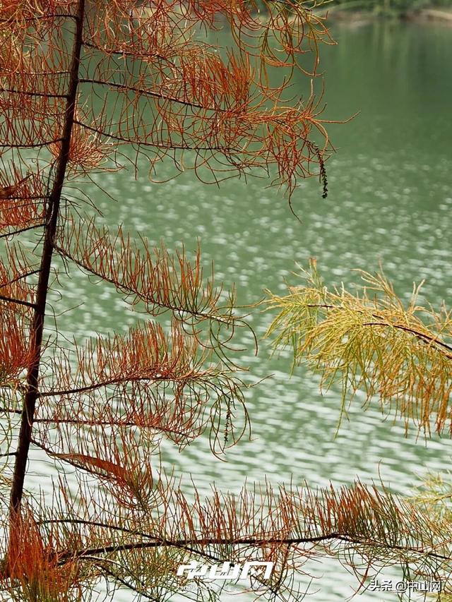 太出片啦！中山焦糖色「落羽杉」上线