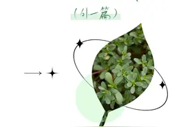 马齿苋的三伏天（外一篇）图片