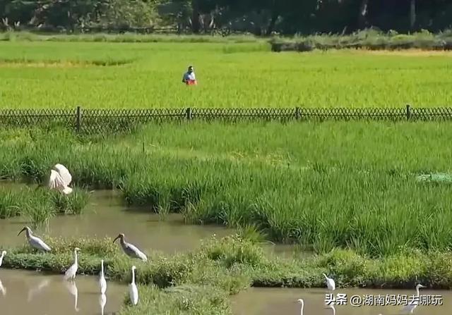 风景赛桂林！免费玩水溯溪，湖南初秋遛娃“天花板”在这里