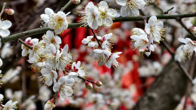 限时“梅”景！郫都这座千年古寺，藏着冬日最治愈的禅意与浪漫