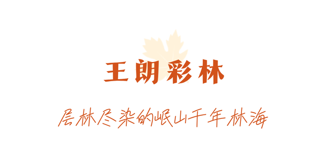 走不出这画了，我已被平武的彩林迷倒！