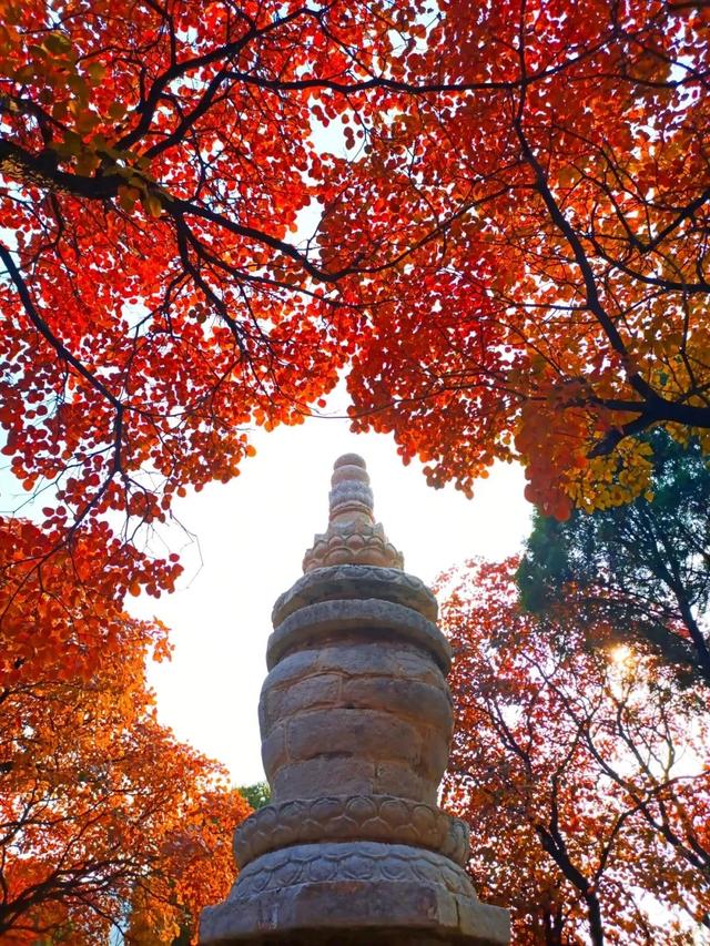 抱犊崮入选山东金秋醉美红叶观赏地