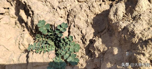 她姨的瓜子儿早饭