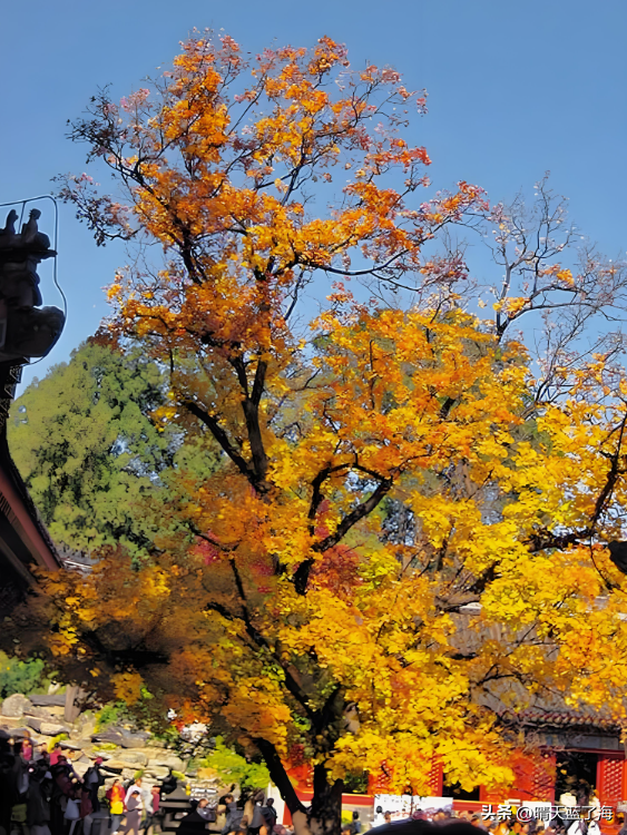 【香山篇】西山红叶里的文人风骨——北京的秋天叫北平！