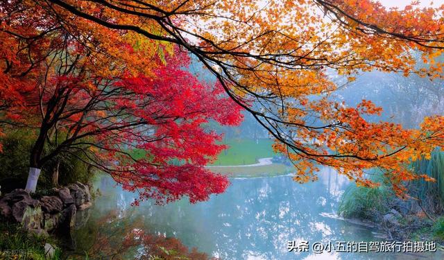 9 地秋日赏秋实测攻略！附最佳时间 + 落地玩法，收藏直接走