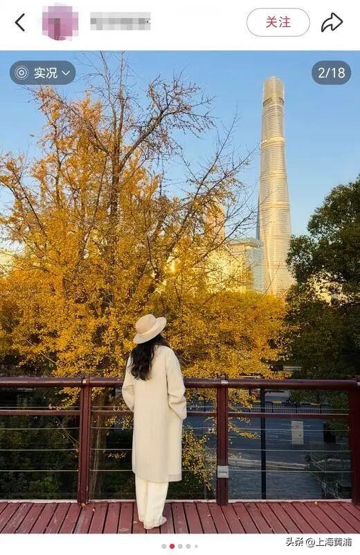 魔都秋日隐藏款！这里的银杏会“穿越”陆家嘴天际线