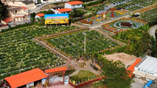 肇庆这片200多亩花海，开爆了！地址就在……