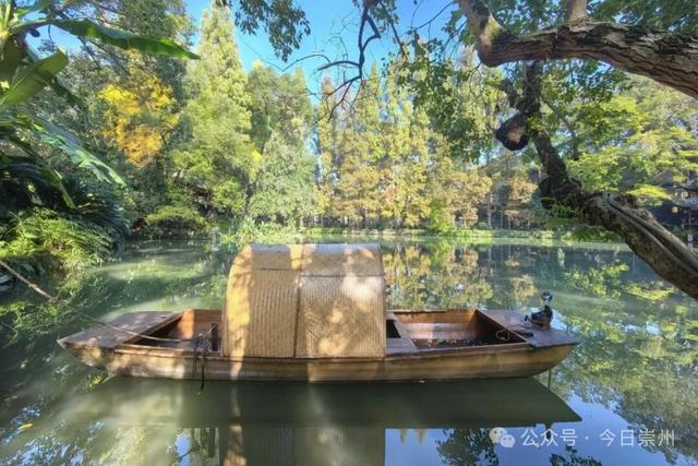 速来→崇州正上演初冬金色浪漫大片！