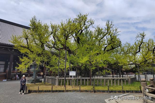 日本京都：走进西本愿寺