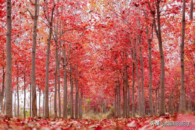 北京人刚从河北青县回来，忍不住想说：对青县的 5点感想