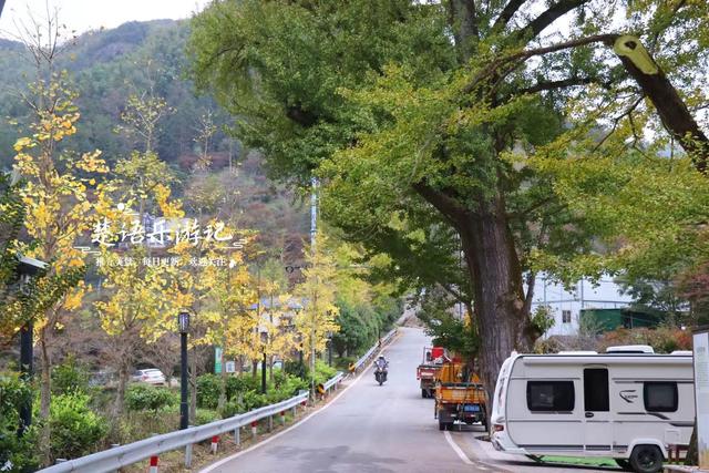 宁波余姚的夫妻银杏又火了，树边的溪上休闲空间超美，好拍又好玩