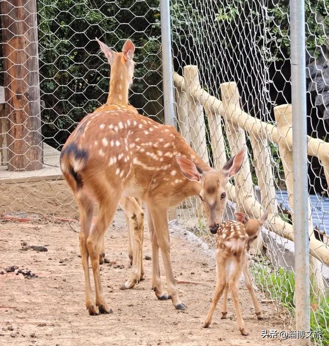 淄博版“疯狂动物城”来了！网红萌宠已就位，快来当一日“荣誉市民”→