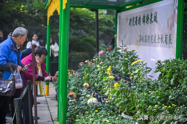 4米巨型大立菊见过吗？第46届趵突泉金秋菊展明天开幕！5大亮点抢先看→