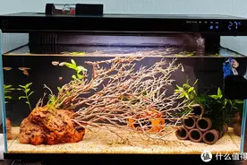 养鱼｜原以为200多到手的小米鱼缸就是尽头，没想到只是个开始图片