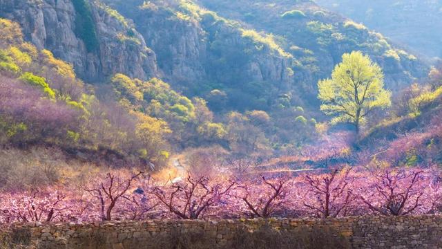 济南驻村第一书记带你“自驾”行 • 游乡村（历城、章丘篇）