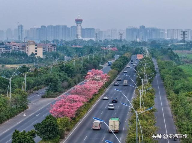 速收藏！贵港十二月赏花地图出炉，这些绝美机位拍出氛围感大片